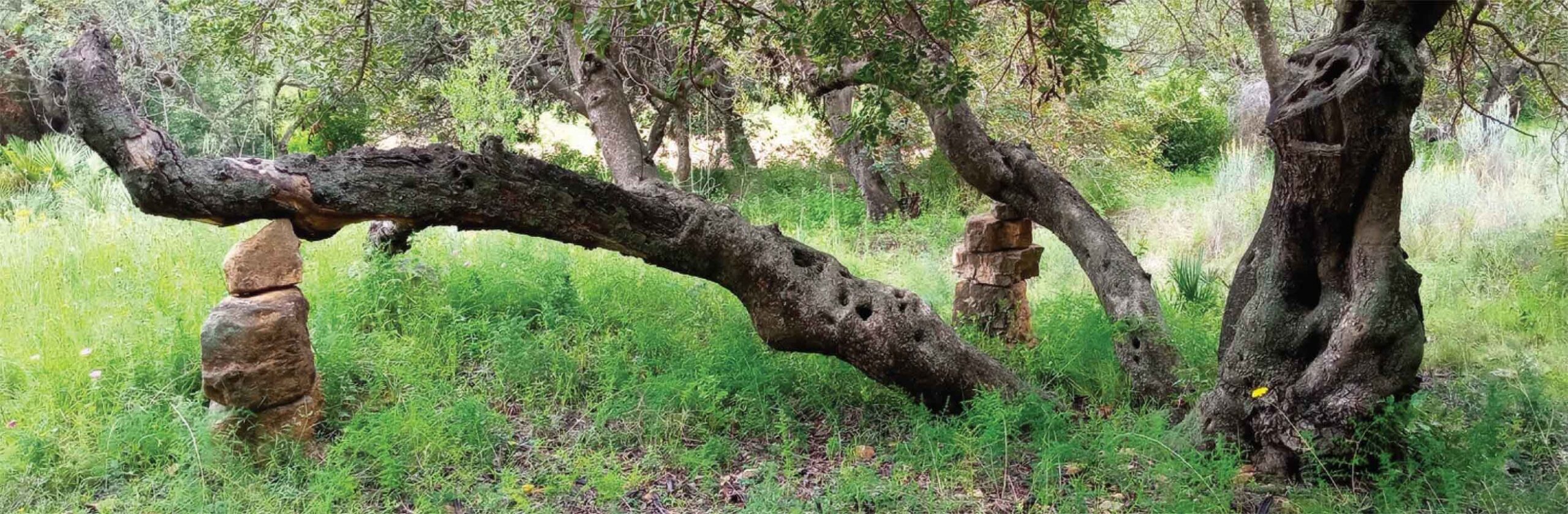 Itinerari per les MACOLLADES d’Olocau, de Ferran Zurriaga i Agustí